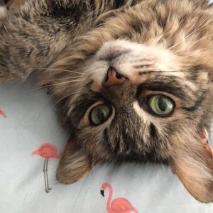 Meet your Posher, Adam